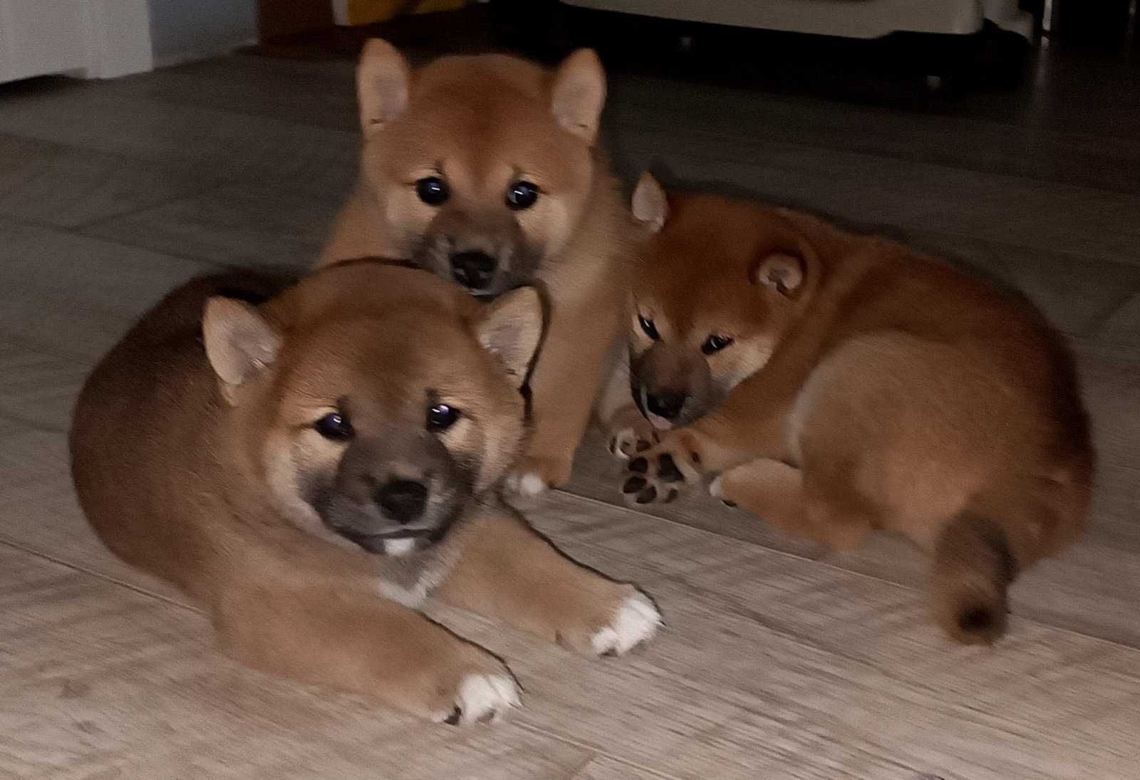 Шиба іну  Сиіба іну ,Shiba inu , Шиба ину