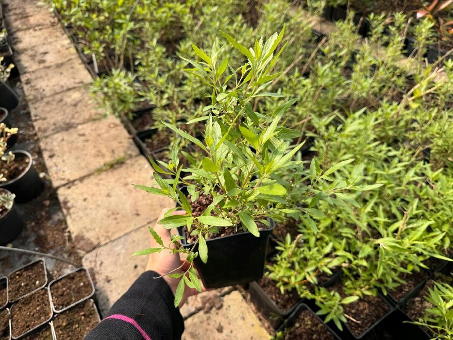 Barbula klandońska 'Dark Knight' (Caryopteris) Doniczka 2.0L