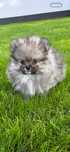 Sxpic miniaturowy pomeranian .Puesek mini