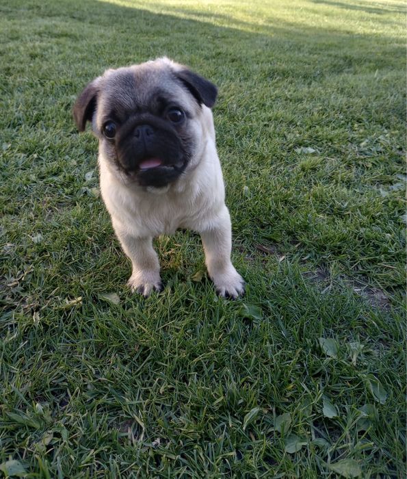 Mops mopsy szczeniak