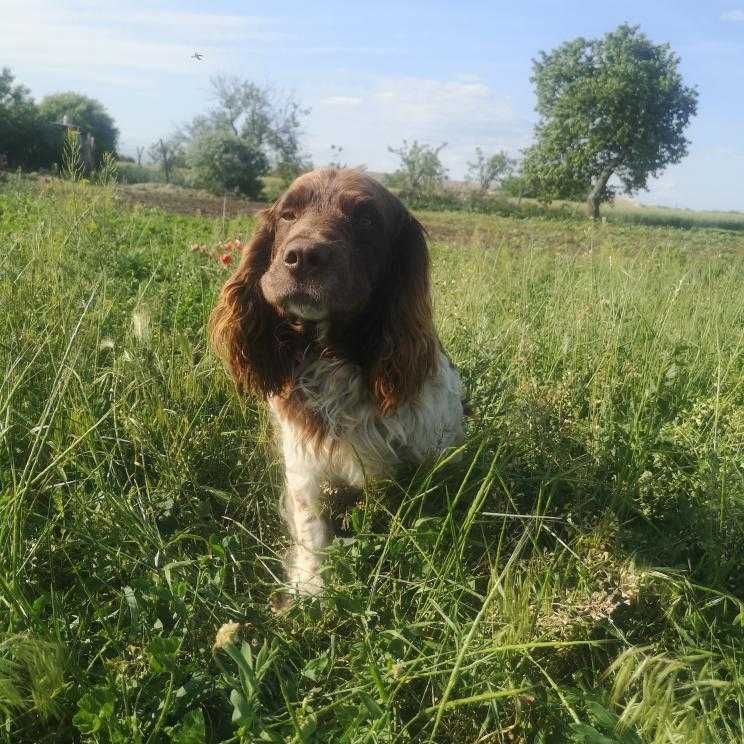 Зникла собака ім'я Джек