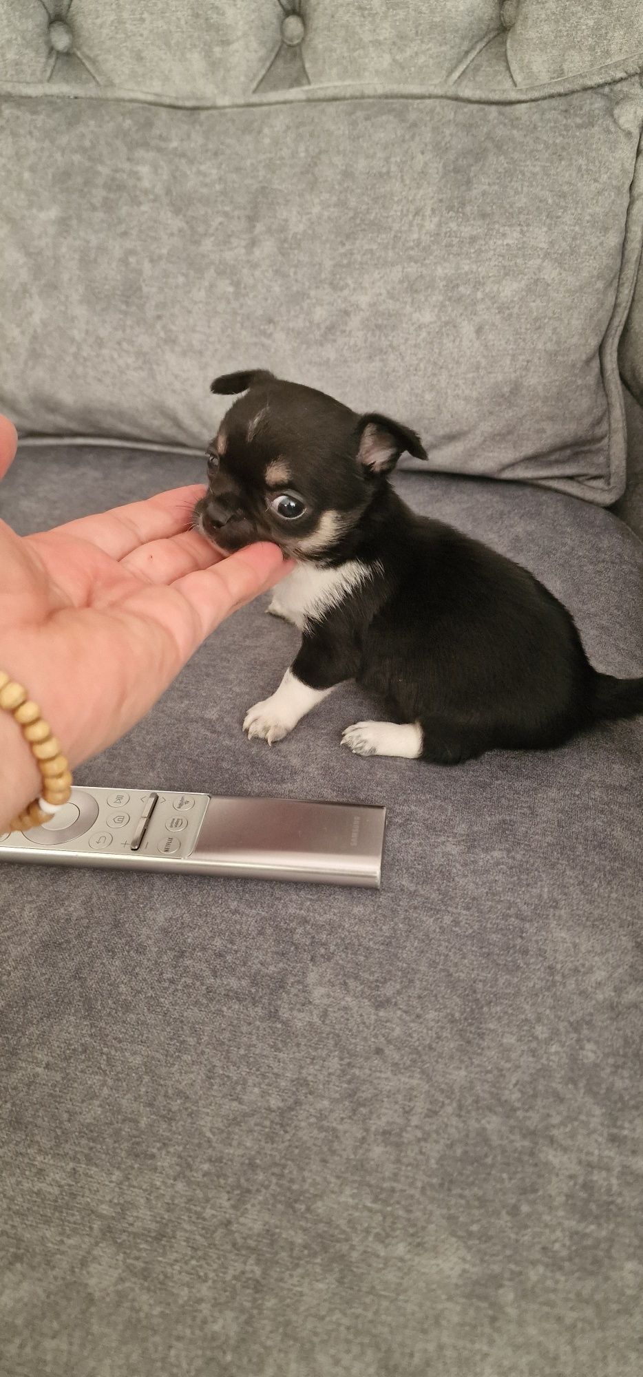 Chihuahua top top