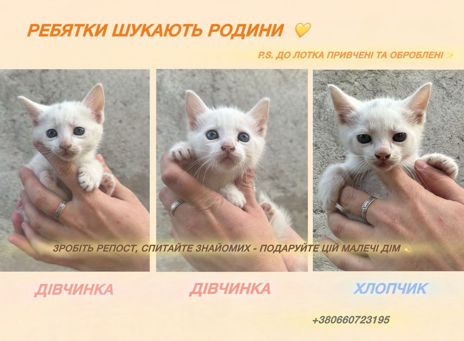 кошенята в добрі руки