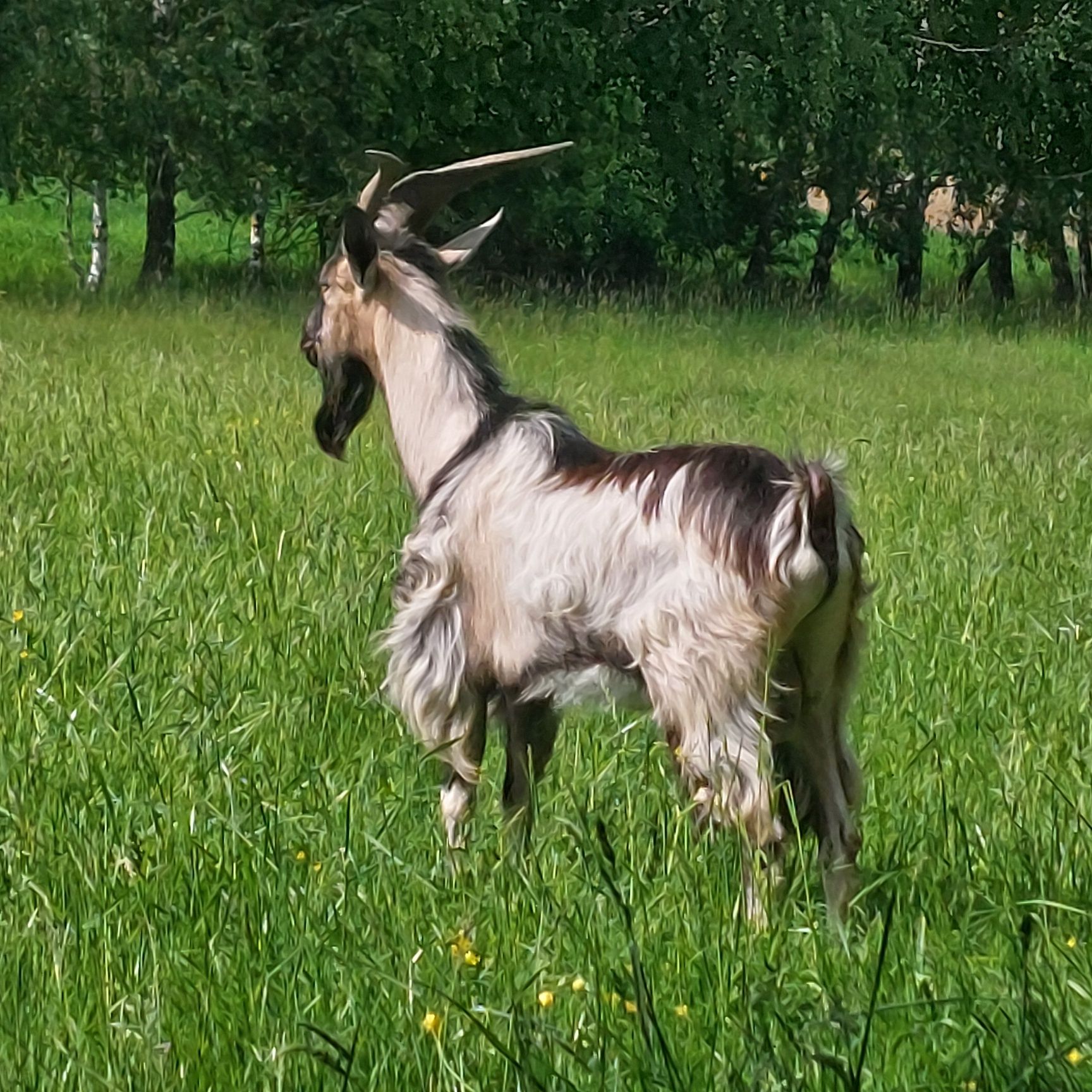 Kozioł cap alpejski rasa mleczna możliwe krycie
