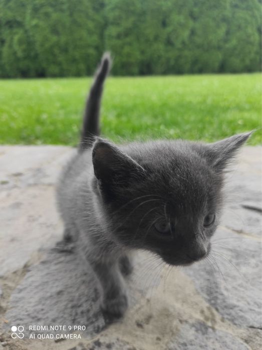 Британські кошенята