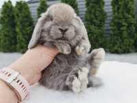 Mini lop królik króliczek miniaturka hodowla szczepienie