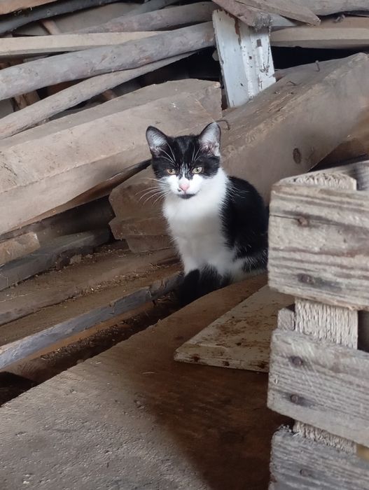 Piękne kotki do oddania