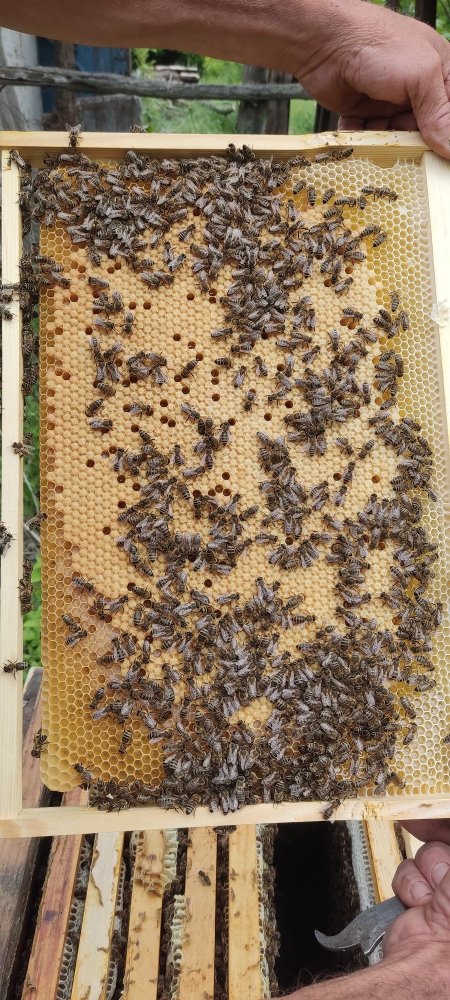 Бджолопакети карніка