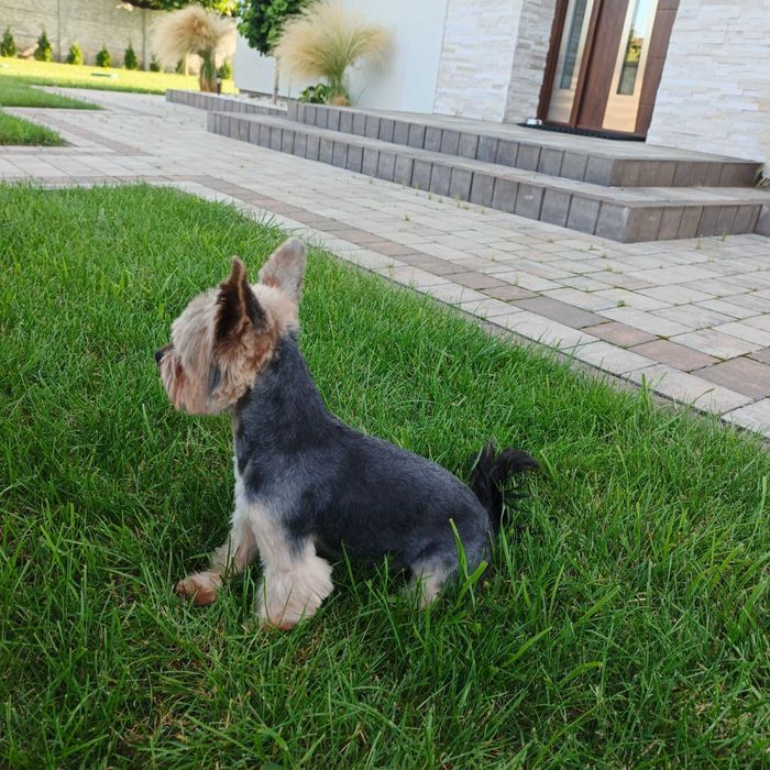 Reproduktor York 2 kg miniaturowy Yorkshire terrier krycie york 300 zł