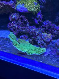 Montipora Talerzowa talerz koral morski