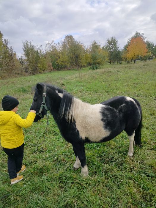Piękną klacz kucyk