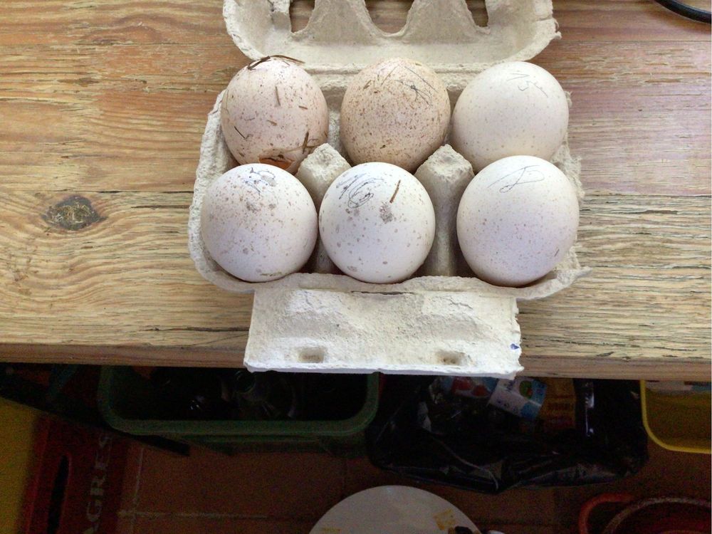 Vendo ovos galados de perua.