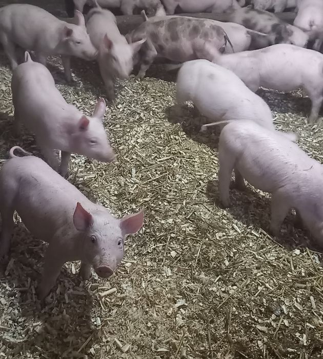 Продаються поросята