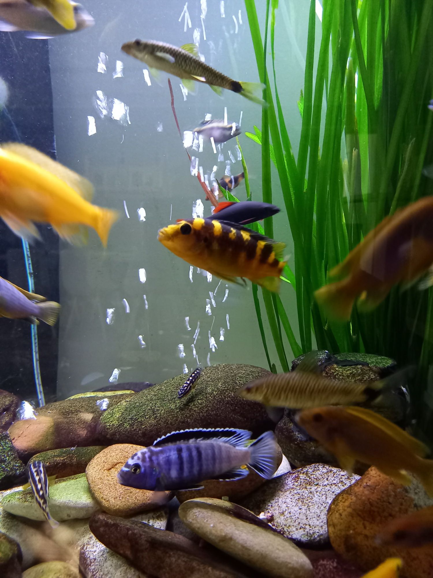 Pyszczaki młode np. saulosi coral, socolofi, mpanga, rdzawy
