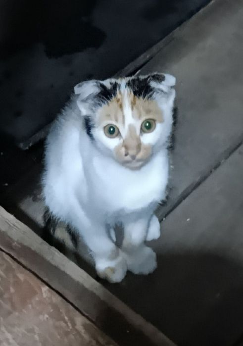 Кішечки шукають домівку