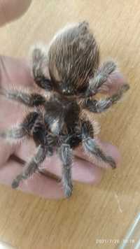 Brachypelma albopilosum продам