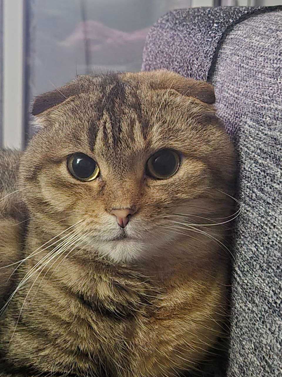 Шукаємо нашу кицю!