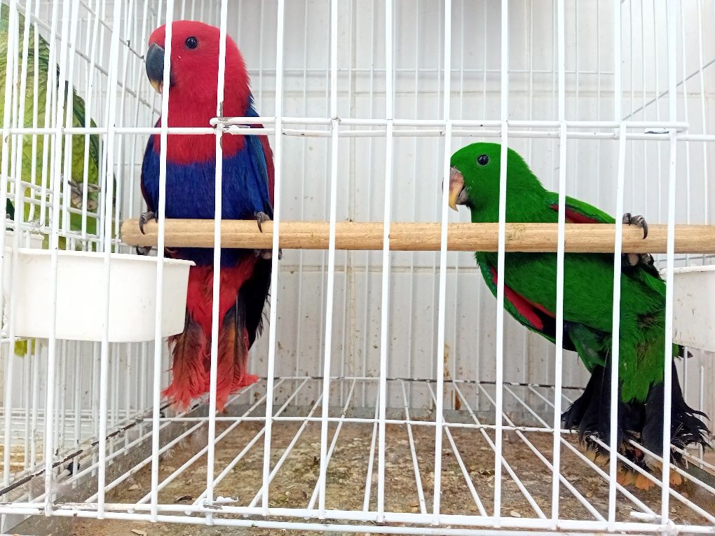 Casal de Papagaios