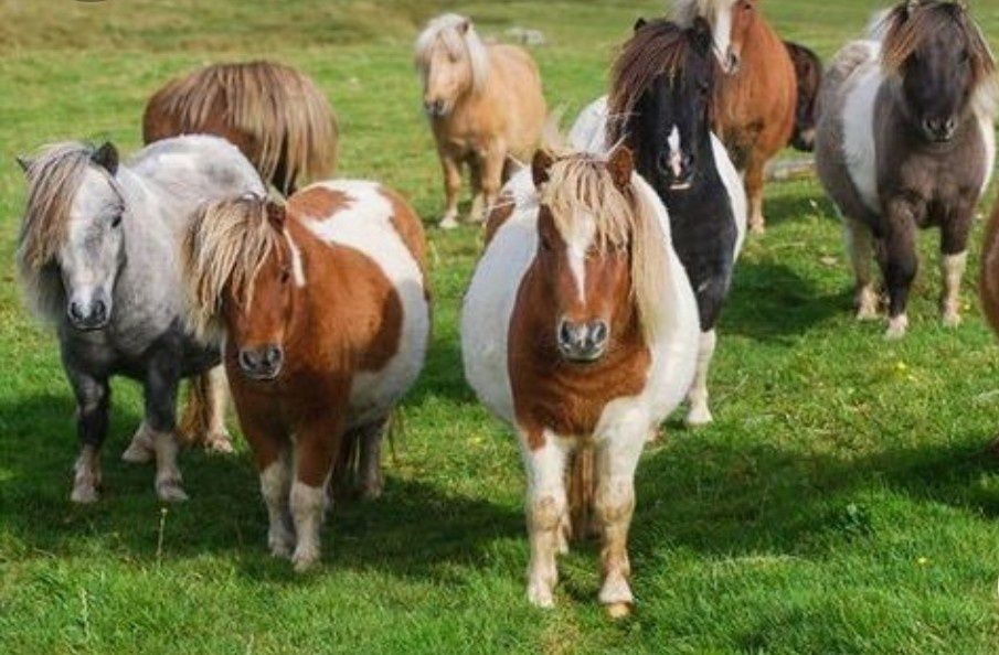 Konie kucyki   szetlandzkie