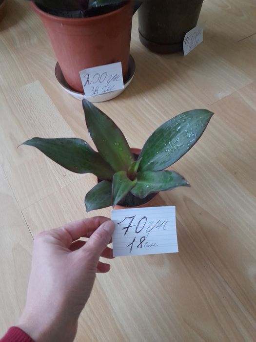 Продам вазони рео( традесканція покривальчата)