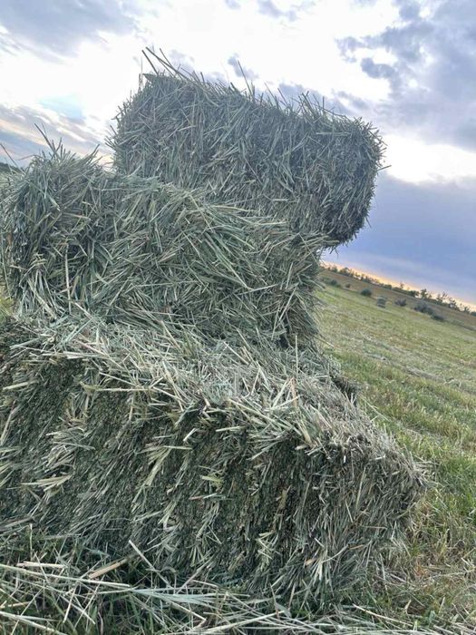 сіно з комишу в тюках