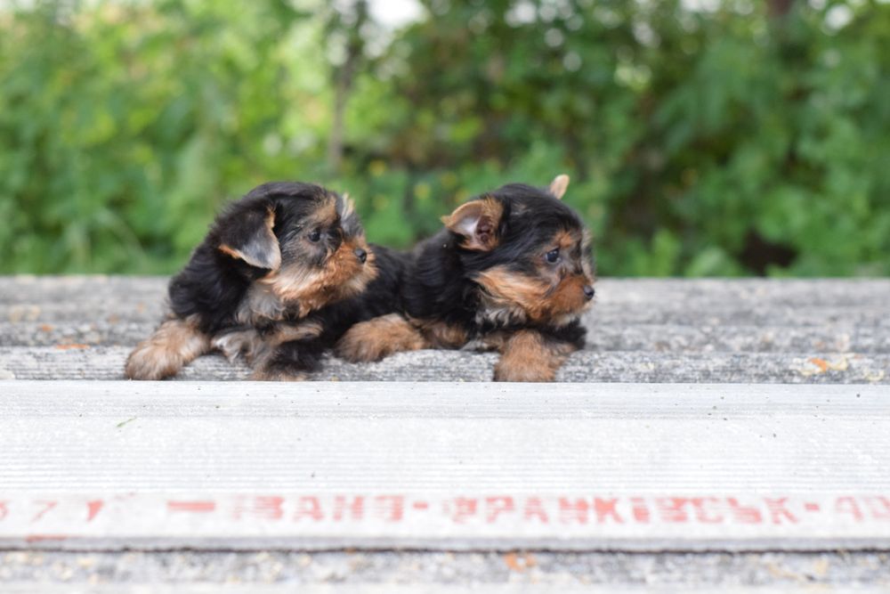 Йорк цуценята. Є хлопчики. Чарівні малючки