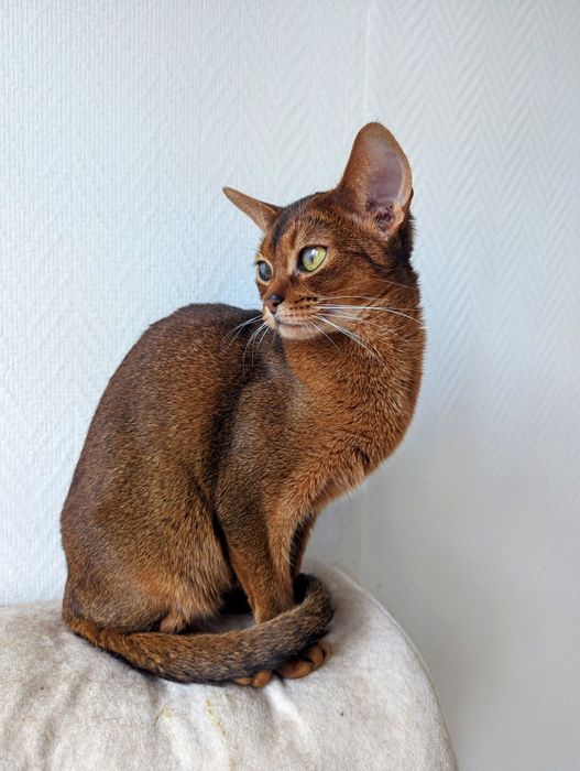 Доросла абіссинська кішка шукає нову домівку