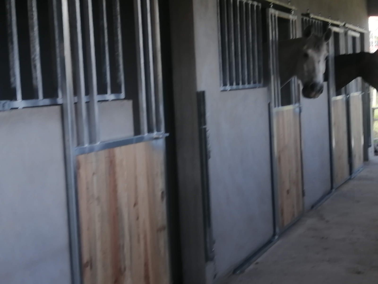 alugo espaço com 5 boxes estábulos alojamento para cavalos com terreno