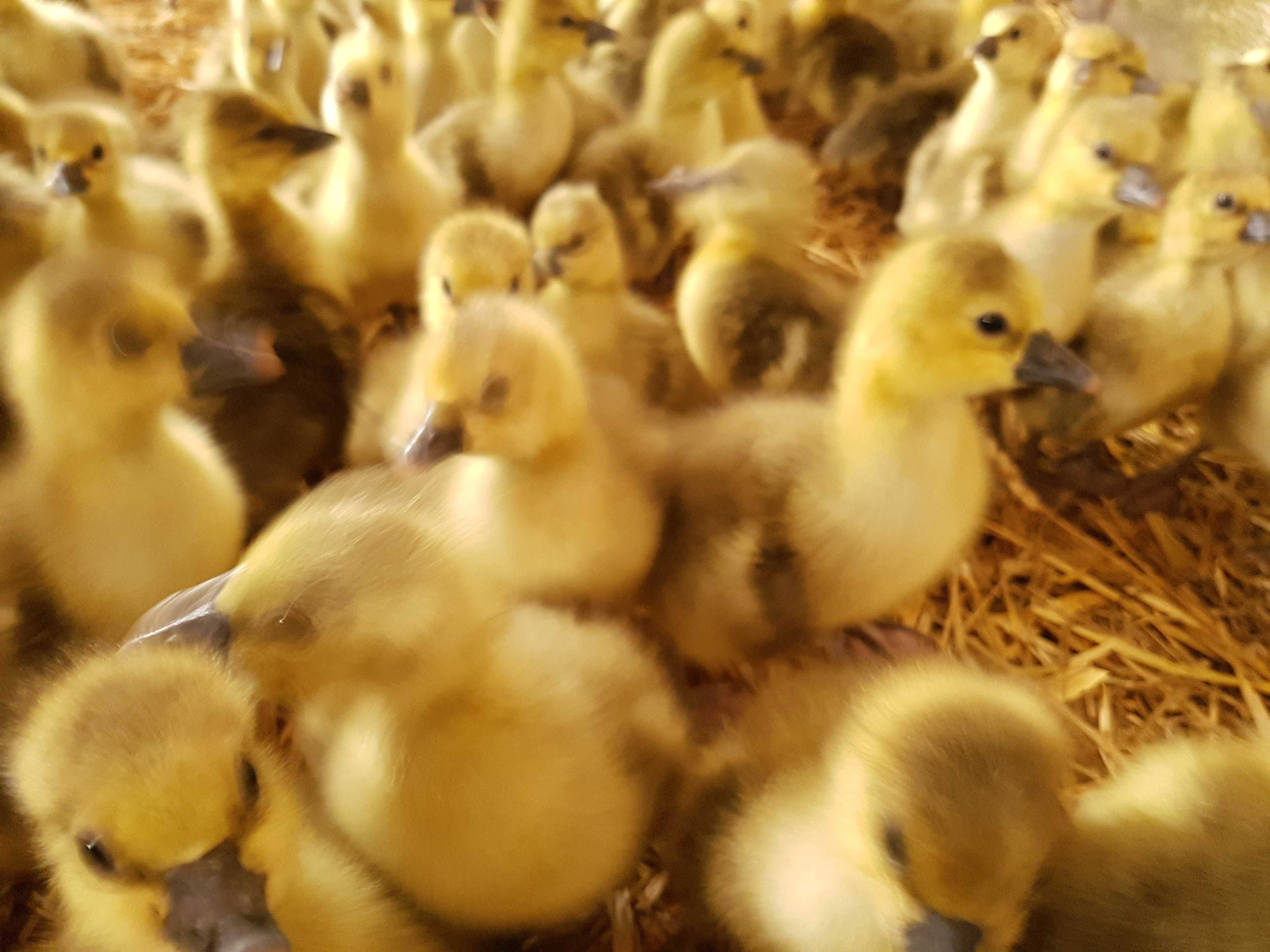 Gęsi pisklęta do odchowu dalszego kołudzka, landes dowóz Gratis
