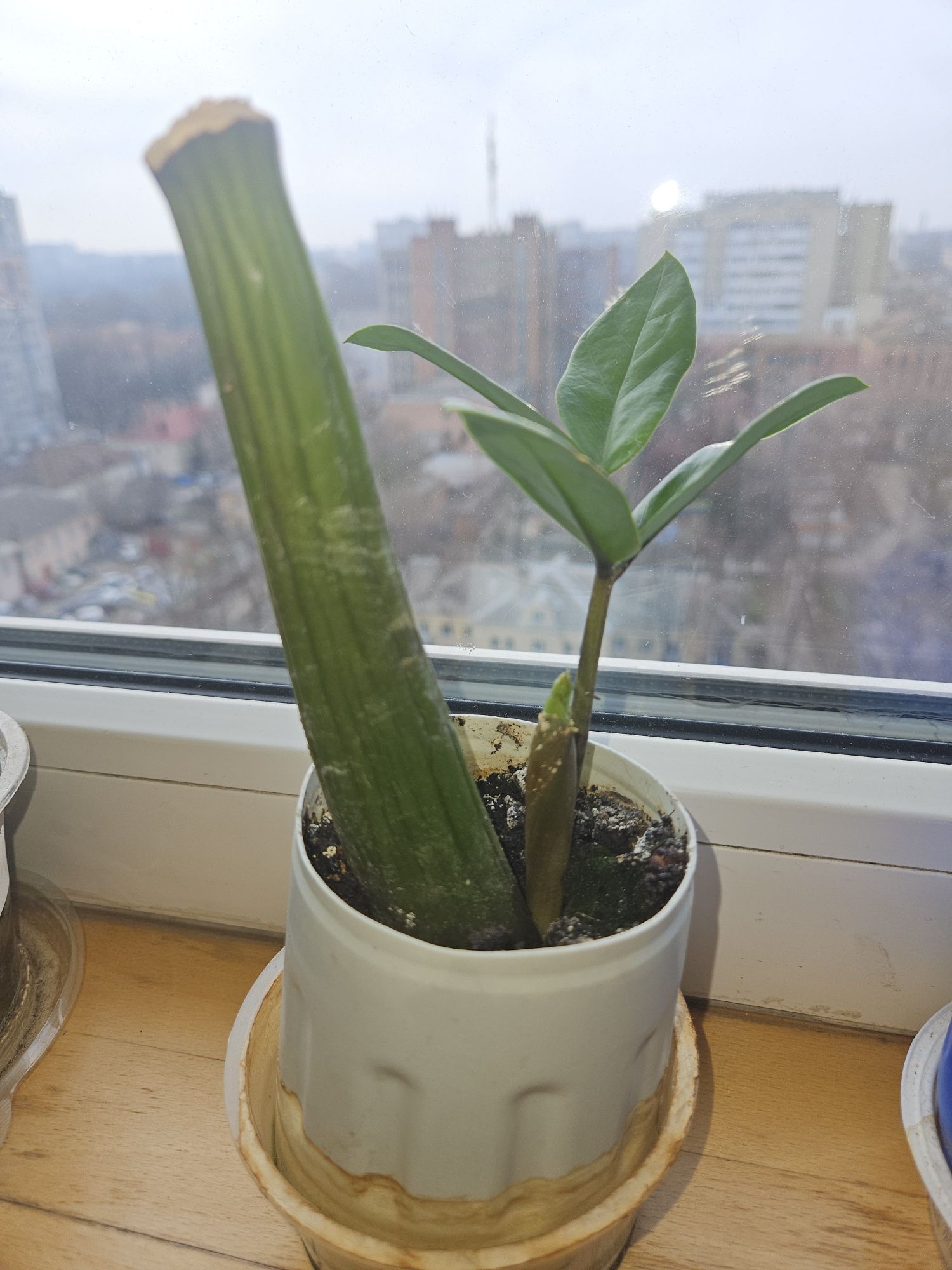 Замиокулькас долларовое дерево (взрослый, 2-летки, черенки)