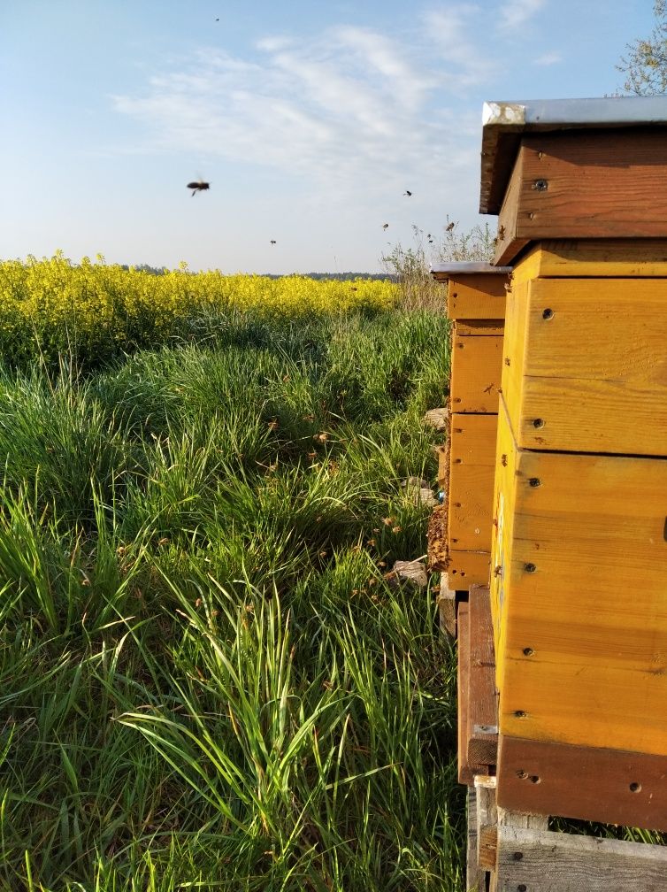 MIÓD, prawdziwy, naturalny, ekologiczny z własnej pasieki