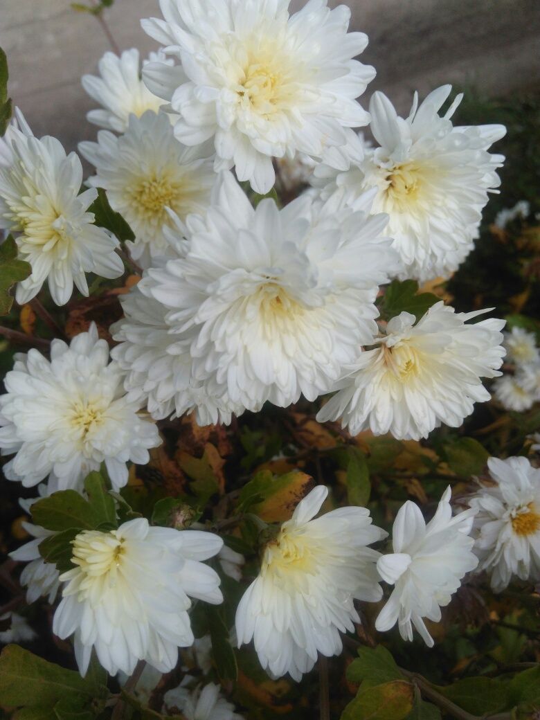 Хризантема белая.