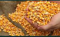 Продам пшеницю,цілу кукурудзу,  мелену кукурудзу  та  ячмінь