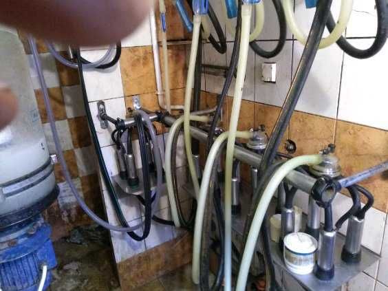 Sprzedam dojarke przewodowa alfa laval i zbiornik Mueller