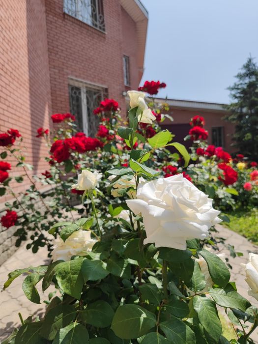 Продам шикарный дом Клочко, Калиновая, Юбилейный