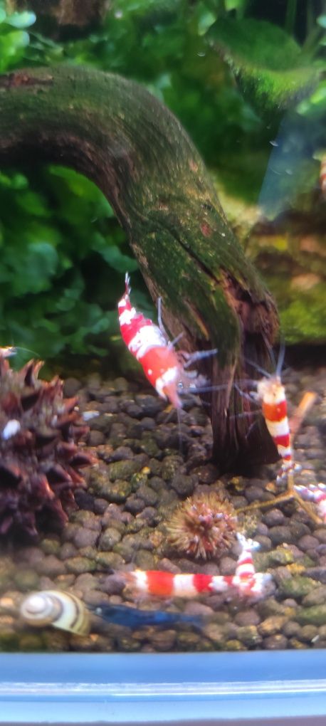 Caridinas crystal black e red puras e neocaridina Yellow néon back