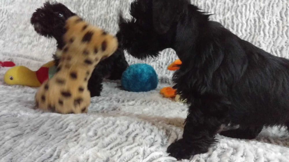 Sznaucer miniaturowy czarny suczka (FCI)