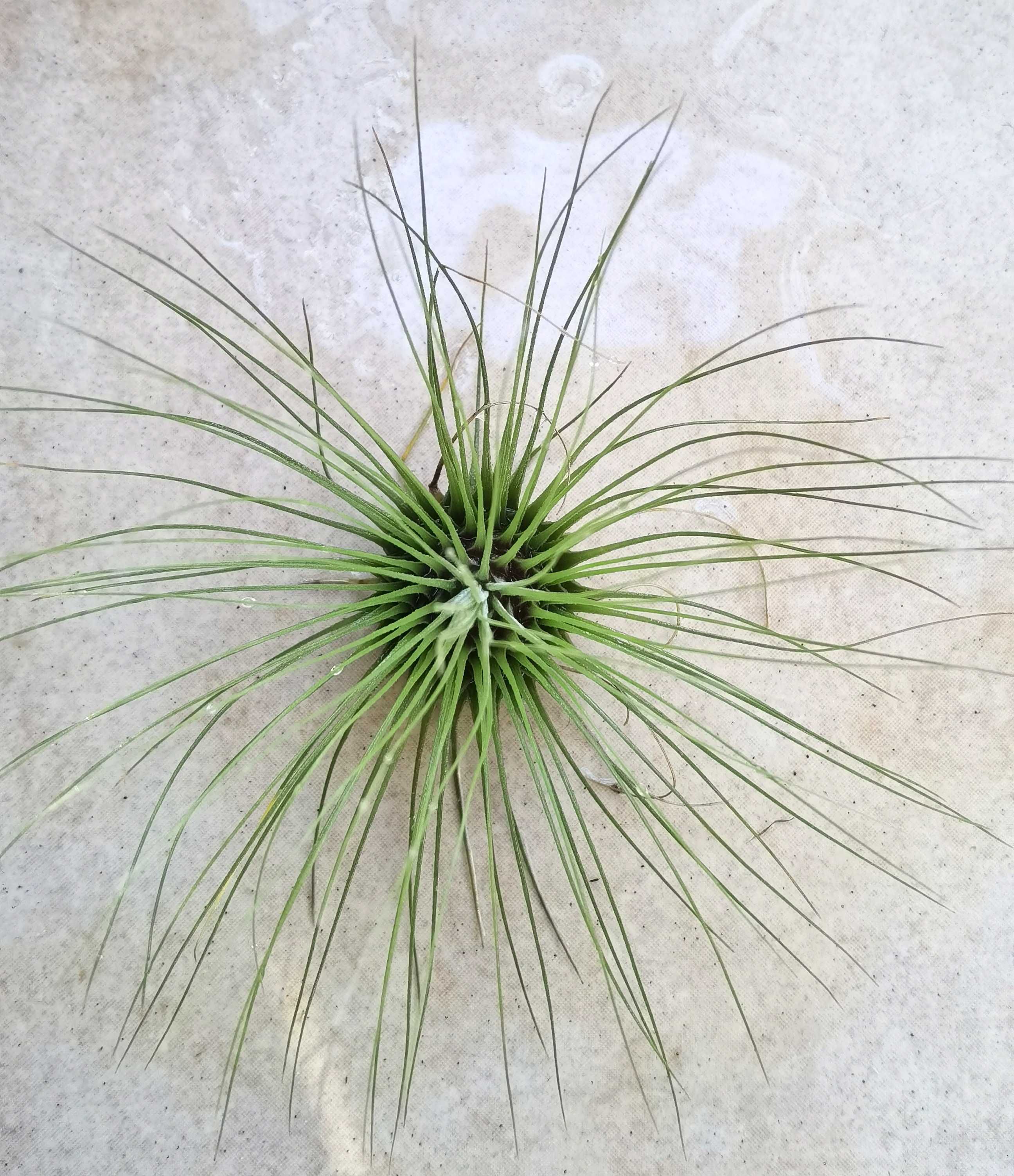 Tillandsia fuchsii var gracilis 11x7 cm
