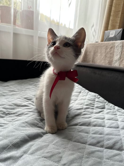 Котики (хлопчики) 2 місяці безкоштовно