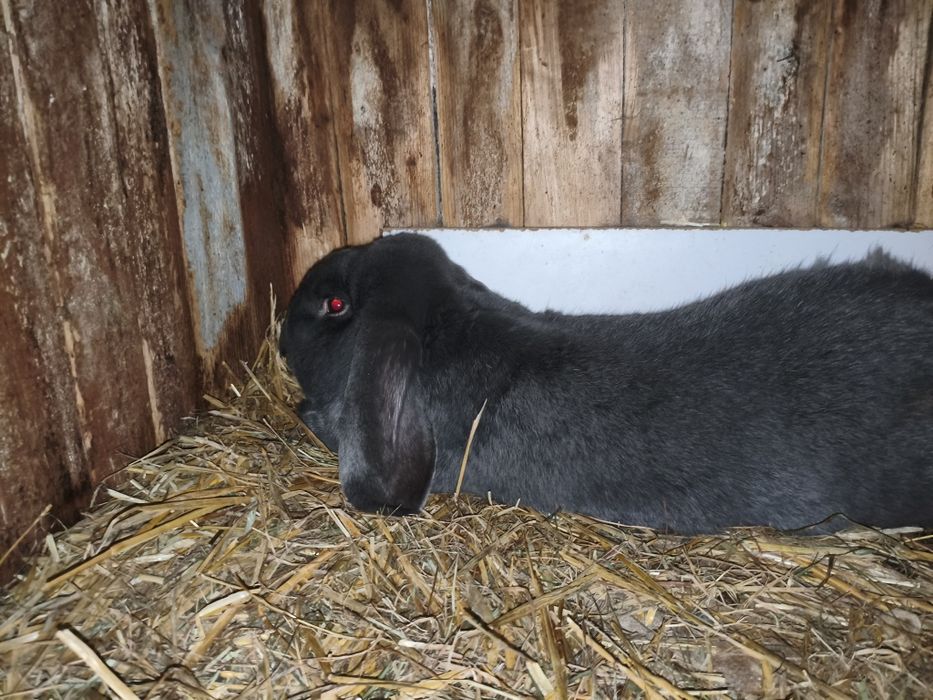 Samiec Baran Francuski Niebieski