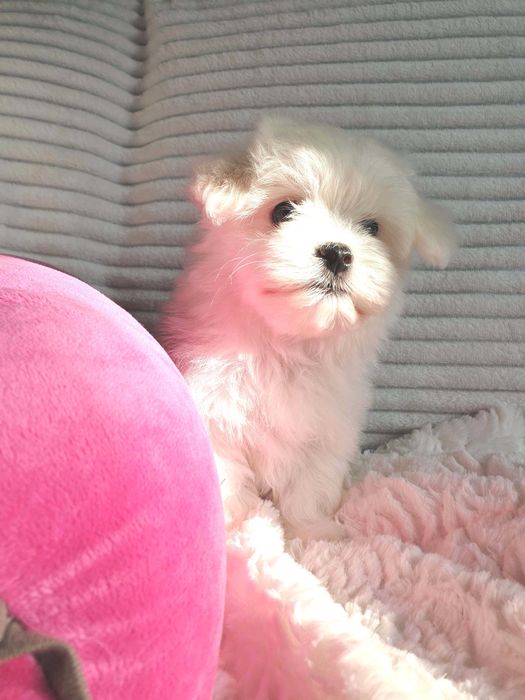 Maltańczyk Suczka z Rodowodem. Piękna.