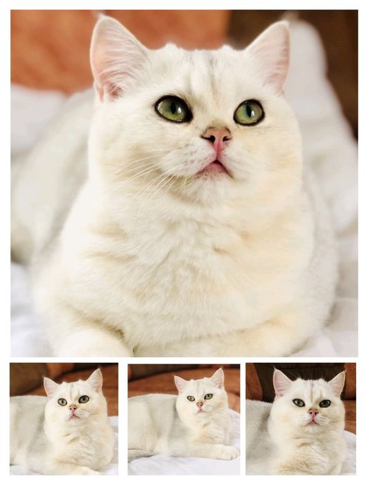 Серебристая шиншилла ns12. Купить в Киеве в Украине.