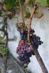 venda de uvas para vinho