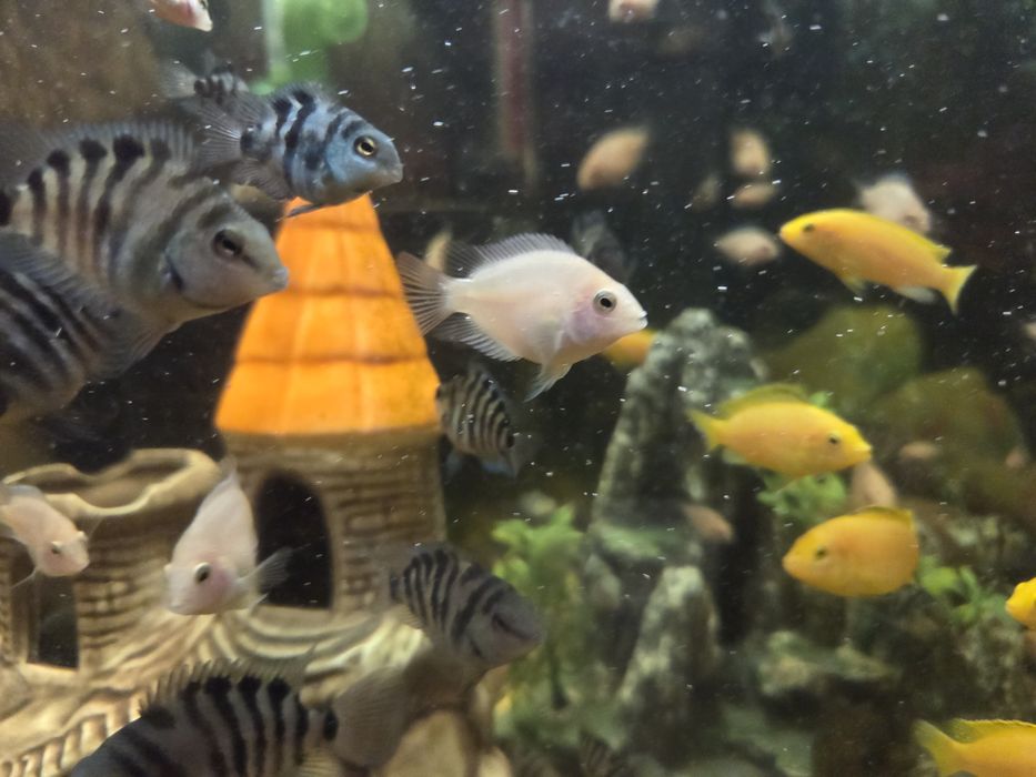 Продам рибок,цихліди, Єллоу