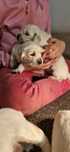 Golden Retriever FCI Zkwp piesek