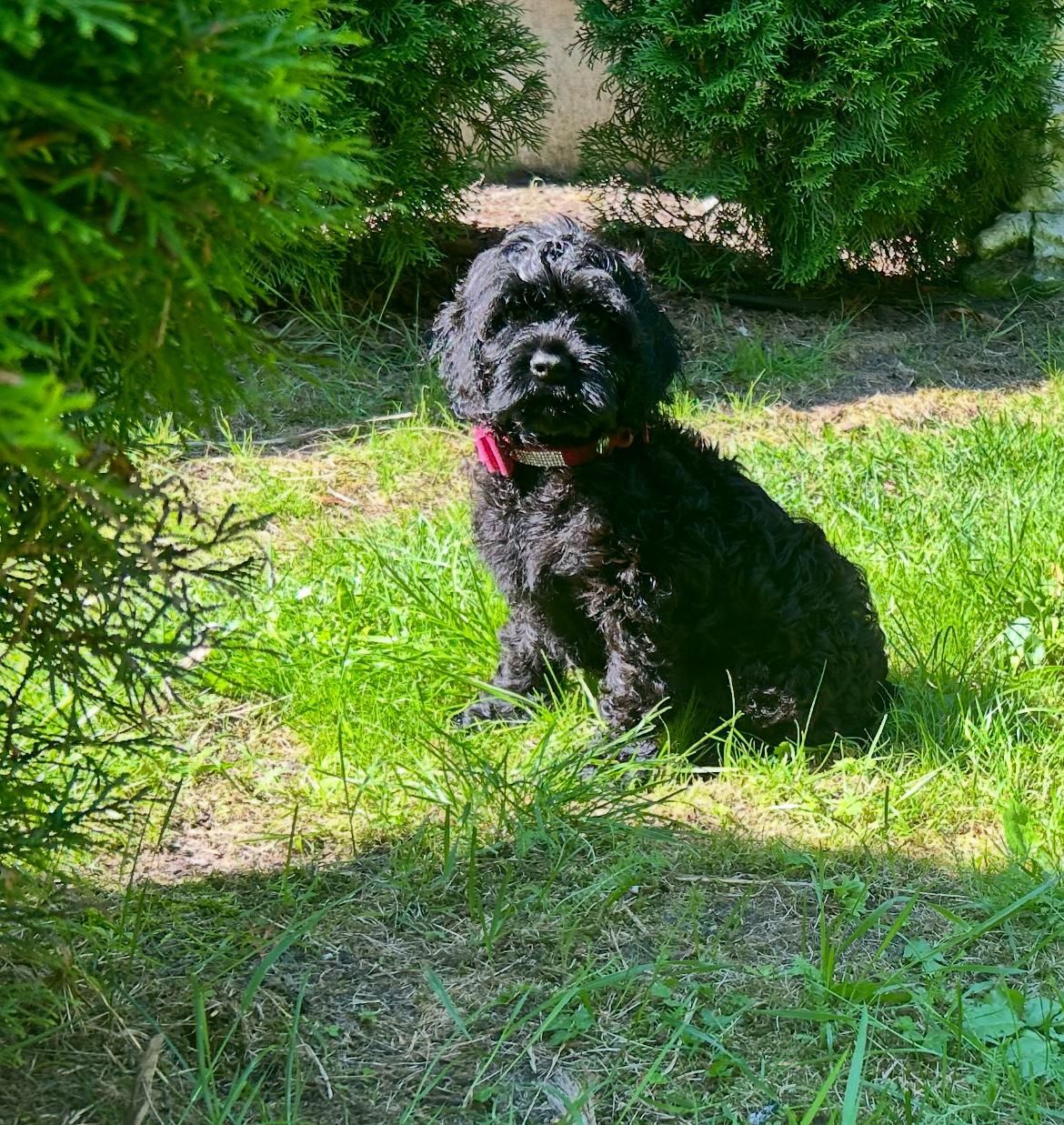 Shihpoo.  Cavapoo.piesek