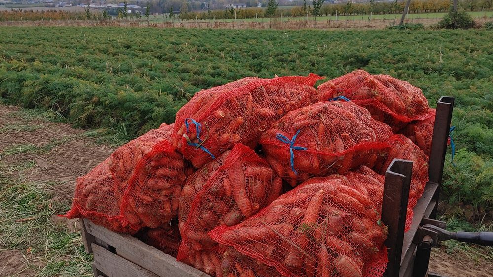 Marchew odsort dla zwierzat 060 gr. Brudna nie myta !