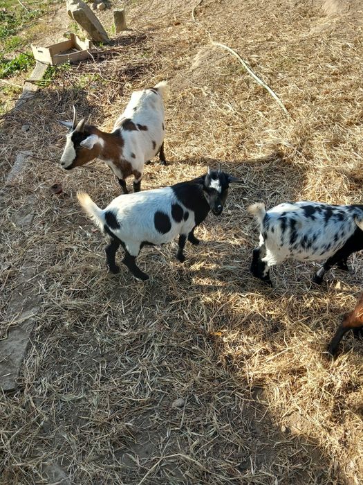 Vendo Cabras anãs prenhas