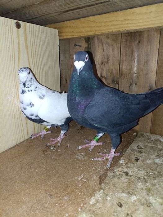 Golebie pocztowe tygrysy