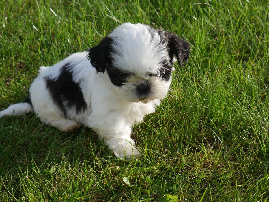 SHIH TZU - suczka